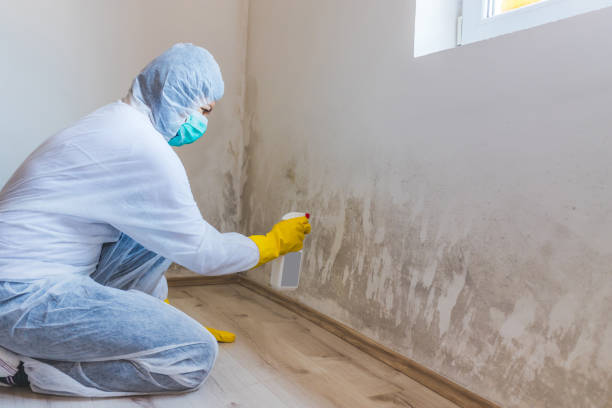 Licensed Attic Mold Removal service in Pittsboro, NC - WQB Mold Removal
