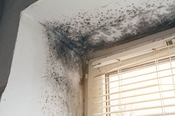 Affordable Attic Mold Removal solutions in Pittsboro, NC